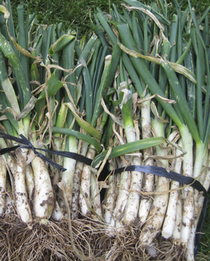 El calçot és una varietat de ceba tendra (Allium cepa). Són cebes poc bulboses i més suaus, blanques i dolces. Per cultivar-los, es parteix del bulb arrencat de la ceba al final d’estiu, el qual es planta tallant-li prèviament la part superior. A mesura que els brots de la ceba van sortint s’han de colgar (o calçar) amb el mateix substrat per tal que quedi més blanquejat.