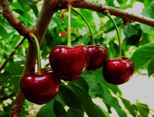 A més de ser una fruita fresca, la cirera té un ampli receptari dolç, com el clafouti, o guisada en múltiples interpretacions que van des del pa fins al gaspatxo.


 Llegir més ...